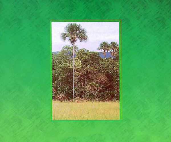 Biodiversidade e Florestas do Brasil