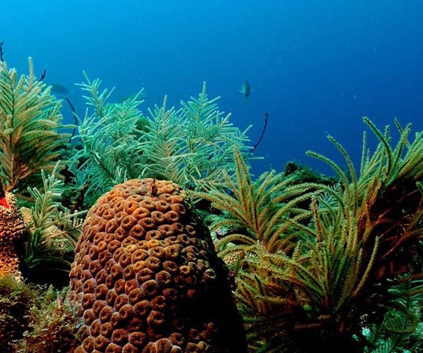 A Criação de Áreas Protegidas Marinhas no Brasil