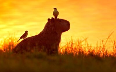 Estação Ecológica do Taim tenta virar patrimônio natural da Unesco há quase três décadas 