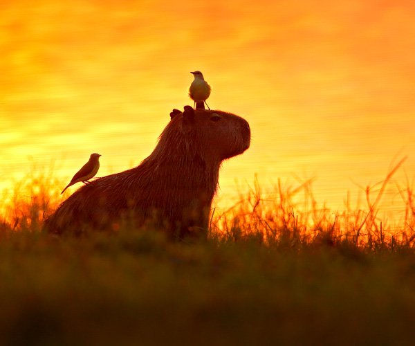 Estação Ecológica do Taim tenta virar patrimônio natural da Unesco há quase três décadas 