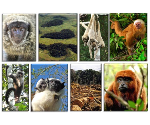 Primatas Ameaçados